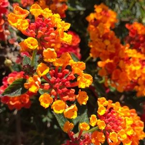 Meet your Posher, Jeannie